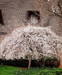 SN FLOWERING COLLECTION Cherry - Weeping Yoshino (Flowering)