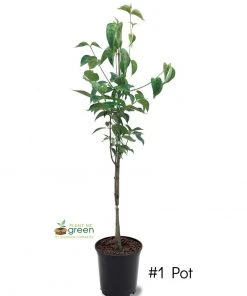 SN FLOWERING COLLECTION Dogwood - Pink