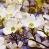 SN Dogwood - White