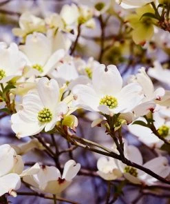 SN Dogwood - White