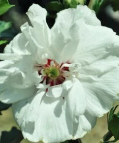 SN Althea - Double White