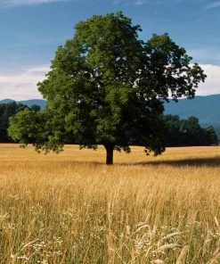 SN Oak - White SHADE COLLECTION