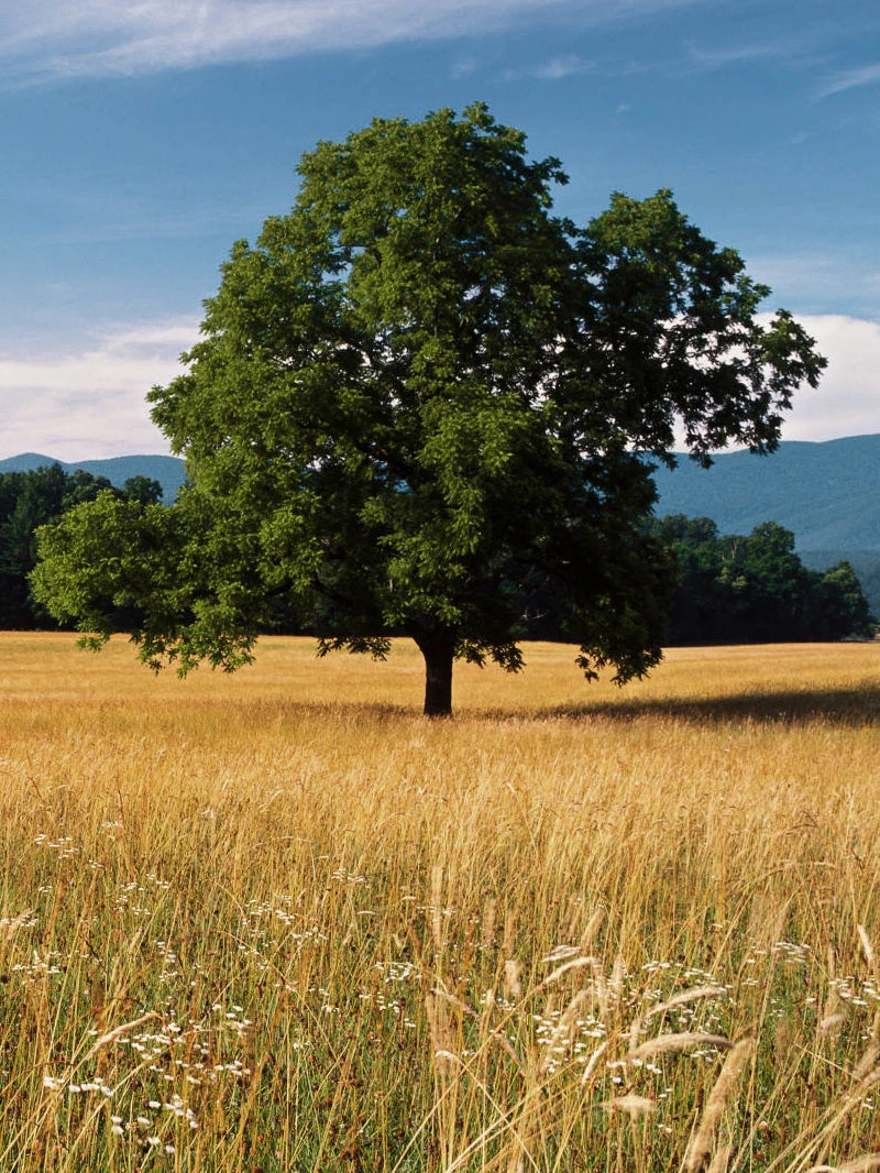 SN Oak - White SHADE COLLECTION