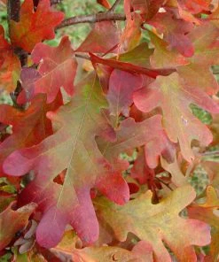 SN Oak - White SHADE COLLECTION