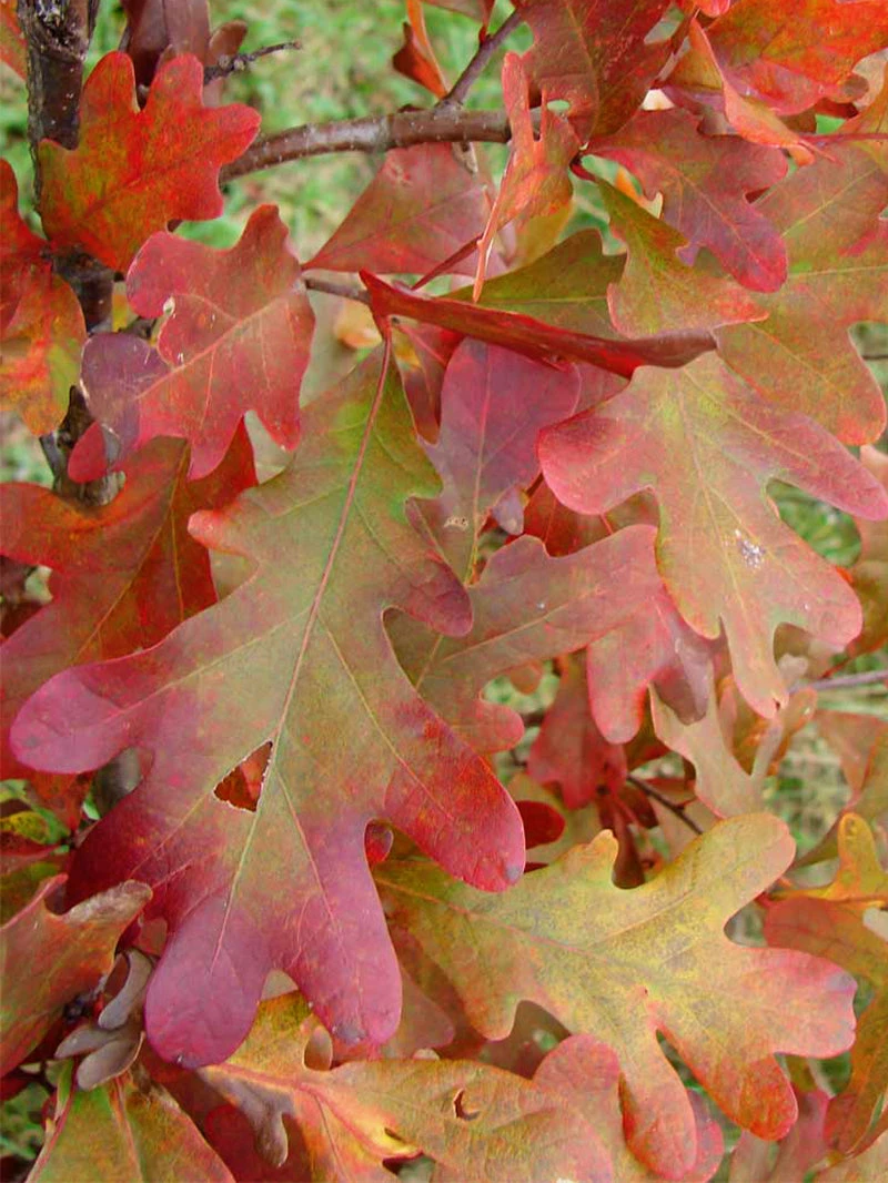 SN Oak - White SHADE COLLECTION