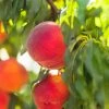 SN FRUIT COLLECTION Peach Trees - Winblo