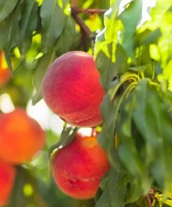 SN FRUIT COLLECTION Peach Trees - Winblo