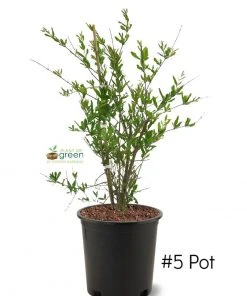 SN Pomegranate Trees - Wonderful FRUIT COLLECTION