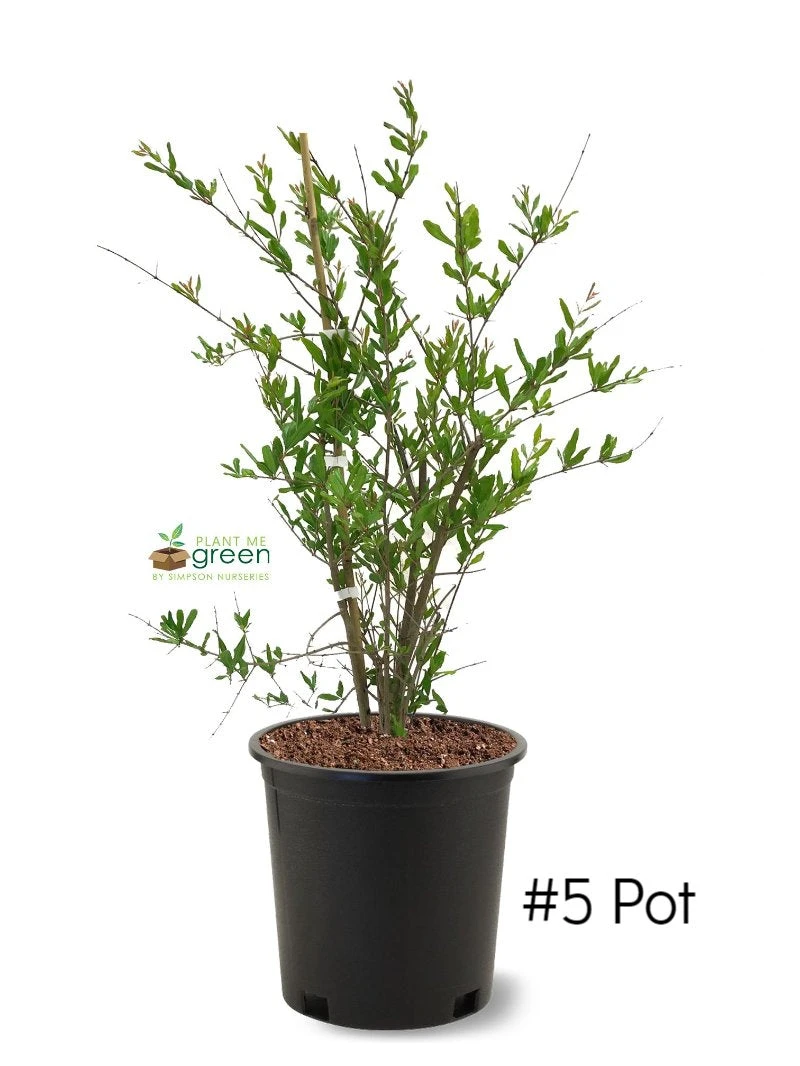 SN Pomegranate Trees - Wonderful FRUIT COLLECTION