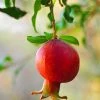SN Pomegranate Trees - Wonderful FRUIT COLLECTION
