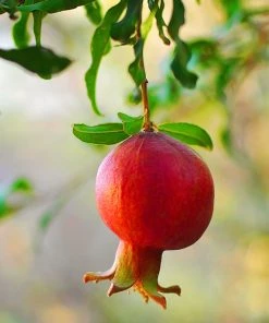 SN Pomegranate Trees - Wonderful FRUIT COLLECTION
