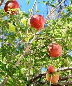 SN Pomegranate Trees - Wonderful FRUIT COLLECTION