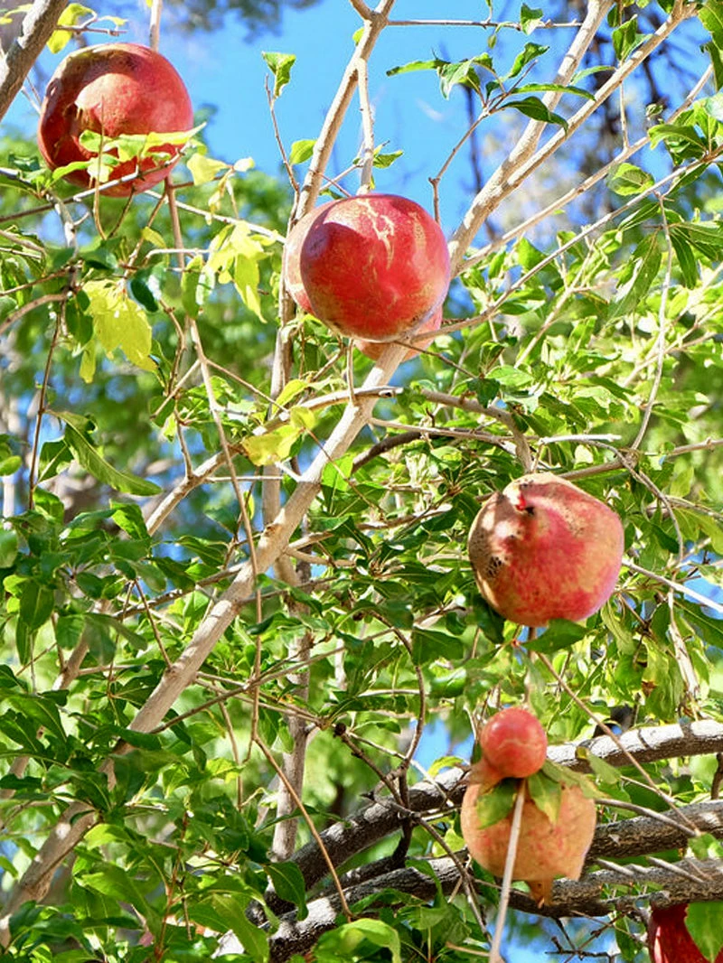 SN Pomegranate Trees - Wonderful FRUIT COLLECTION