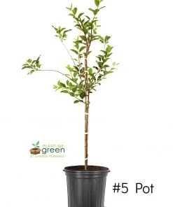 SN FRUIT COLLECTION Apple Trees - Golden Delicious