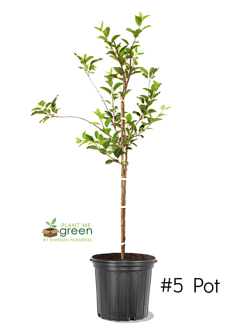 SN FRUIT COLLECTION Apple Trees - Golden Delicious