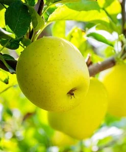 SN Apple Trees - Yellow Delicious