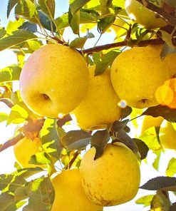 SN Apple Trees - Yellow Delicious