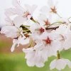 SN FLOWERING COLLECTION Cherry - Yoshino (Flowering)