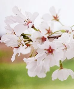 SN FLOWERING COLLECTION Cherry - Yoshino (Flowering)