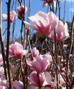 SN FLOWERING COLLECTION Magnolia - Alexandrina (Japanese)