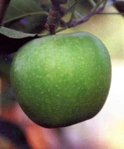 SN FRUIT COLLECTION Apple Trees - Granny Smith Improved