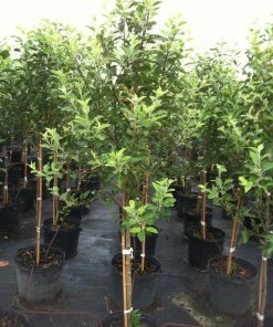 SN Apple Trees - Fuji