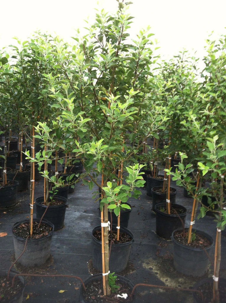 SN FRUIT COLLECTION Apple Trees - Gala