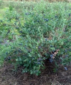 SN Blueberry - Brightwell (Rabbit Eye)