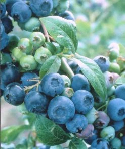 SN Blueberry - Brightwell (Rabbit Eye)