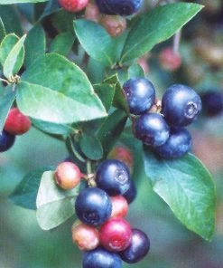 SN Blueberry - Climax (Rabbit Eye)