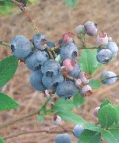 SN Blueberry - Home Bell (Rabbit Eye) Blueberries