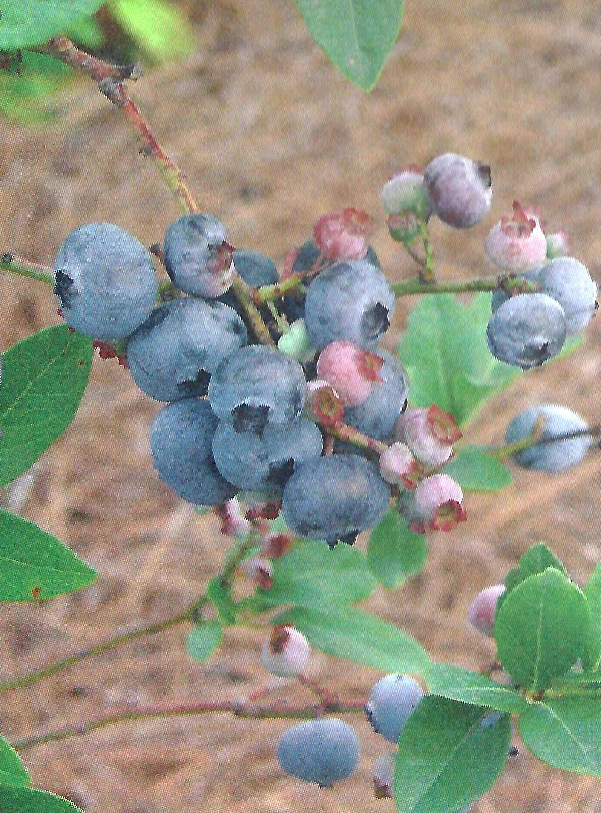 SN Blueberry - Home Bell (Rabbit Eye) Blueberries