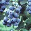 SN Blueberries Blueberry - Tifblue (Rabbit Eye)