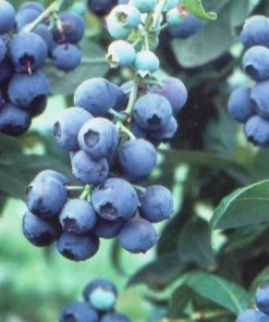 SN Blueberries Blueberry - Tifblue (Rabbit Eye)