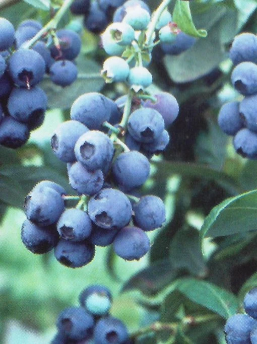 SN Blueberries Blueberry - Tifblue (Rabbit Eye)