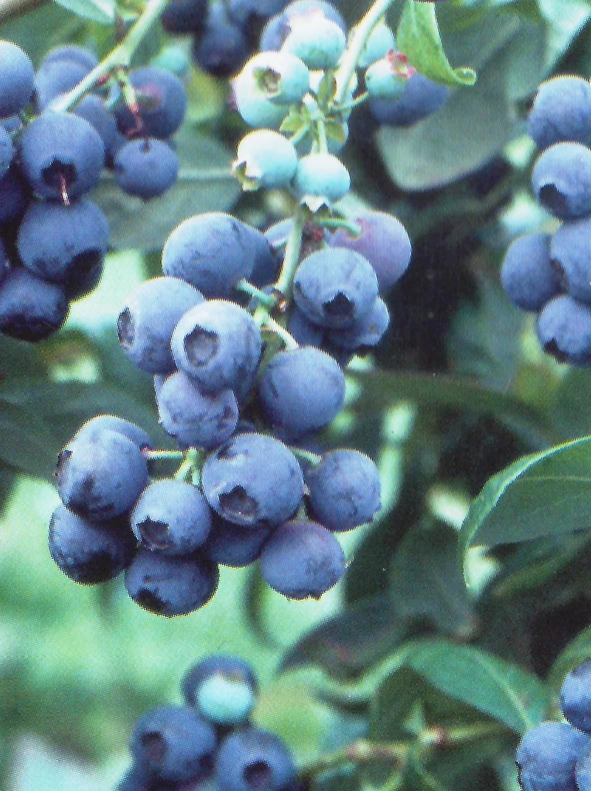 SN Blueberries Blueberry - Tifblue (Rabbit Eye)