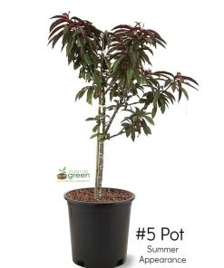 SN FRUIT COLLECTION Peach Trees - Dwarf Bonfire Patio Peach