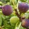 SN FRUIT COLLECTION Fig Trees - Brown Turkey