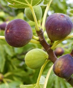SN FRUIT COLLECTION Fig Trees - Brown Turkey