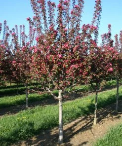 SN FRUIT COLLECTION Crabapple - Centurion