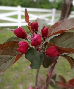 SN FRUIT COLLECTION Crabapple - Centurion