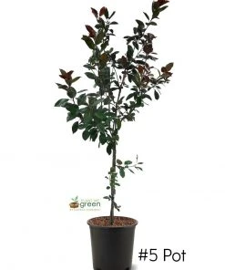 SN FRUIT COLLECTION Crabapple - Centurion