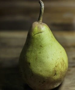 SN Pear Trees - Flordahome