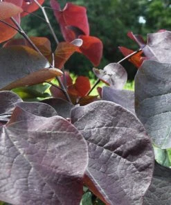 SN Redbud - Forest Pansy FLOWERING COLLECTION