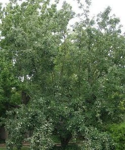 SN FRUIT COLLECTION Apple Trees - Granny Smith Improved