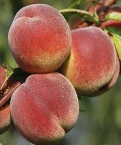 SN FRUIT COLLECTION Peach Trees - Harvester
