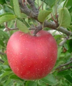 SN FRUIT COLLECTION Apple Trees - Melrose (Red)