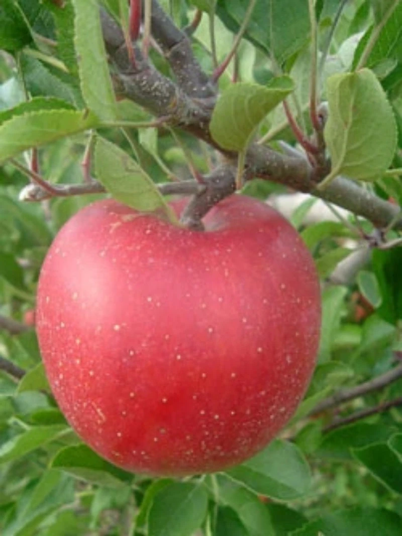 SN FRUIT COLLECTION Apple Trees - Melrose (Red)