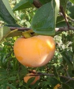 SN Persimmon Trees - Nikita's Gift (Astringent)