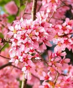 SN Cherry - Okame (Flowering) FLOWERING COLLECTION